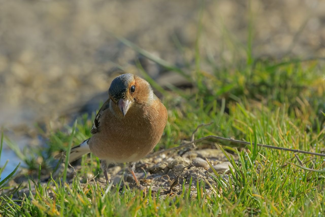 Fringuello (Fringilla coelebs)